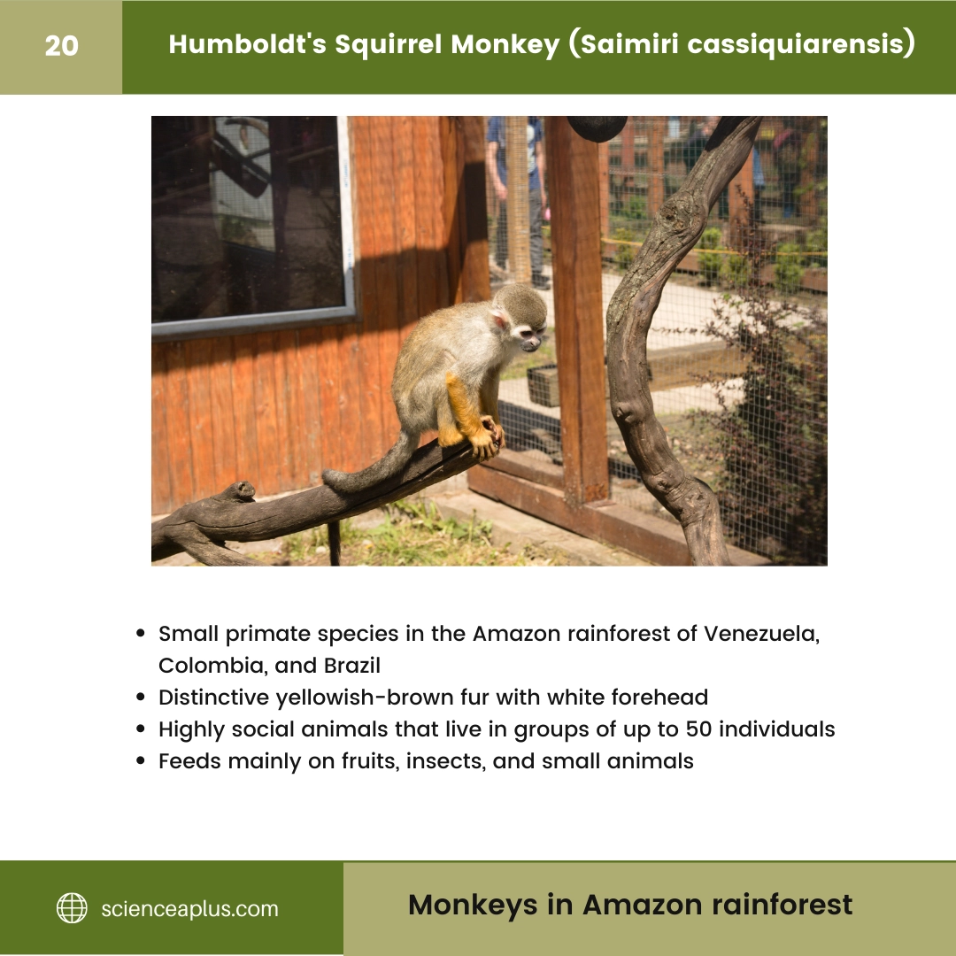 #20 Humboldt's Squirrel Monkey (Saimiri cassiquiarensis) – 48 Monkeys in Amazon Rainforest: A Guide to animals in rainforest