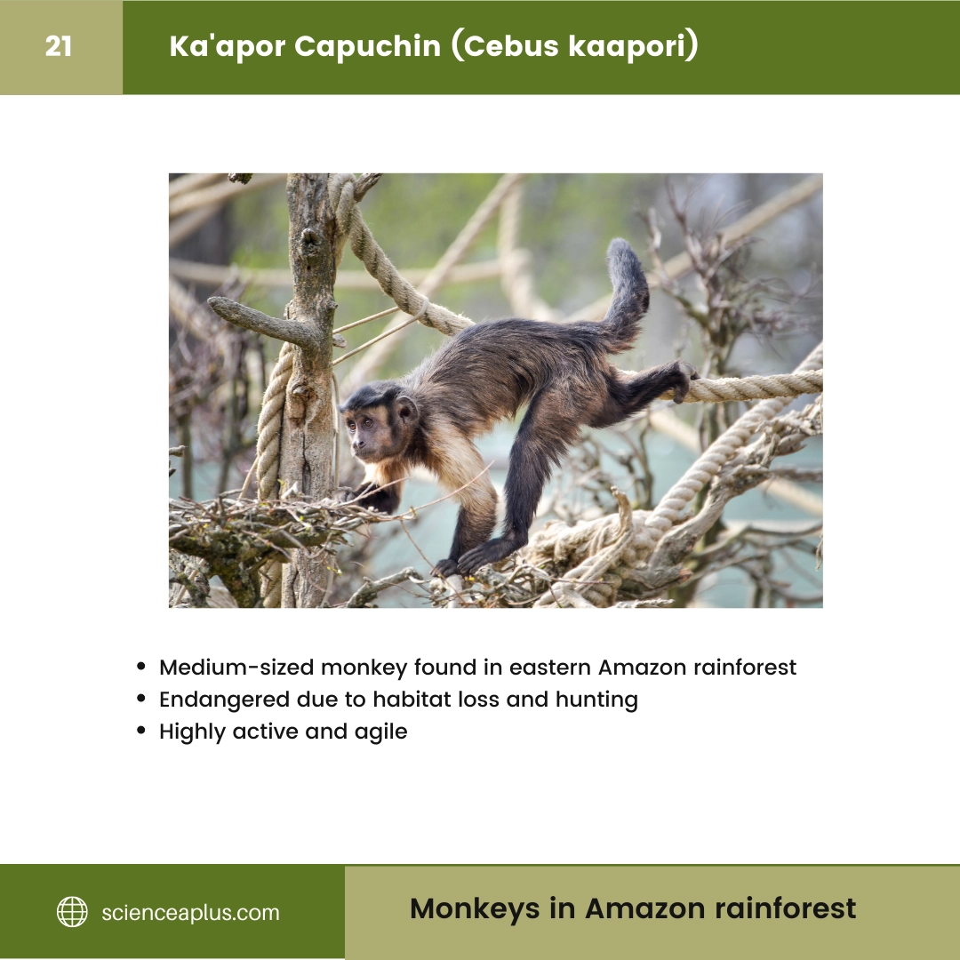 #21 Ka'apor Capuchin (Cebus kaapori) – 48 Monkeys in Amazon Rainforest: A Guide to animals in rainforest