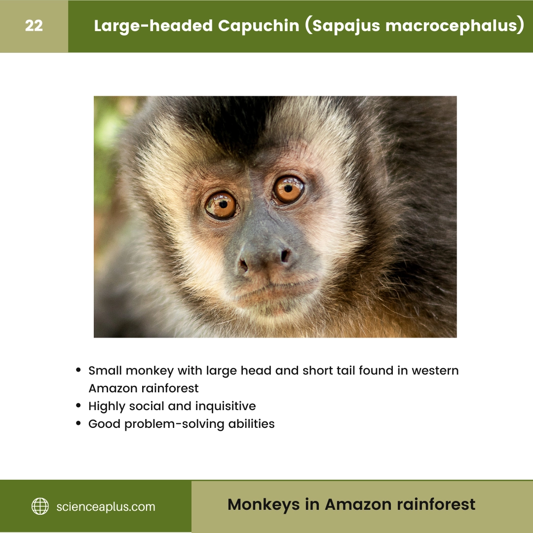 #22 Large-headed Capuchin (Sapajus macrocephalus) – 48 Monkeys in Amazon Rainforest: A Guide to animals in rainforest