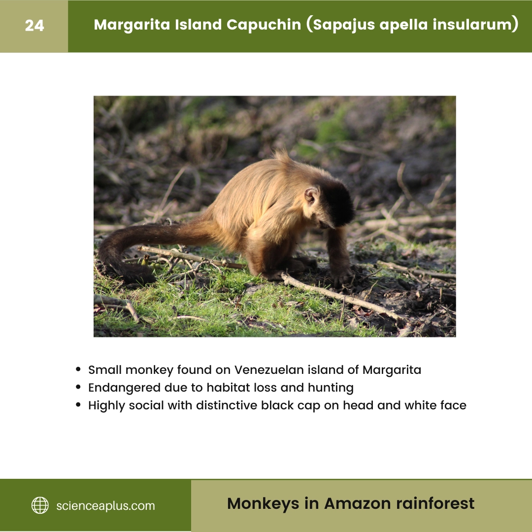#24 Margarita Island Capuchin (Sapajus apella insularum) – 48 Monkeys in Amazon Rainforest: A Guide to animals in rainforest