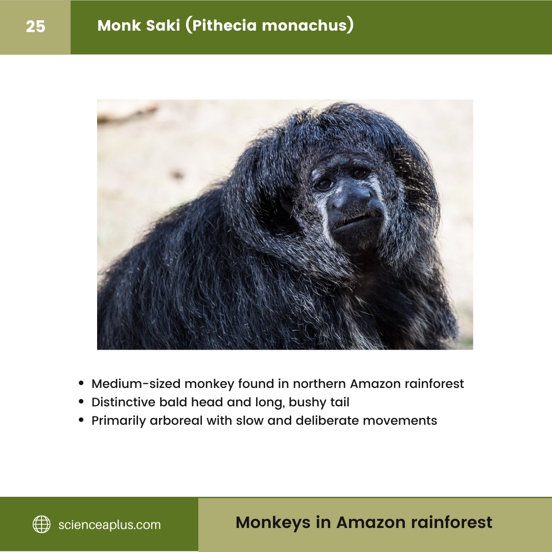 #25 Monk Saki (Pithecia monachus) – 48 Monkeys in Amazon Rainforest: A Guide to animals in rainforest