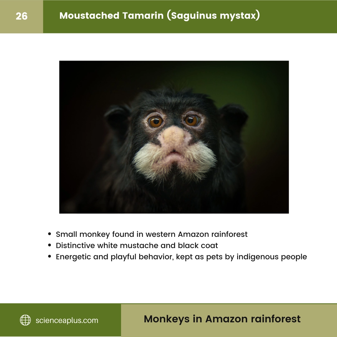 #26 Moustached Tamarin (Saguinus mystax) – 48 Monkeys in Amazon Rainforest: A Guide to animals in rainforest