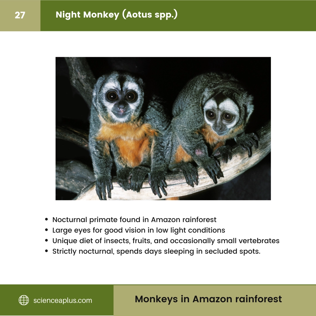 #27 Night Monkey (Aotus spp.) – 48 Monkeys in Amazon Rainforest: A Guide to animals in rainforest