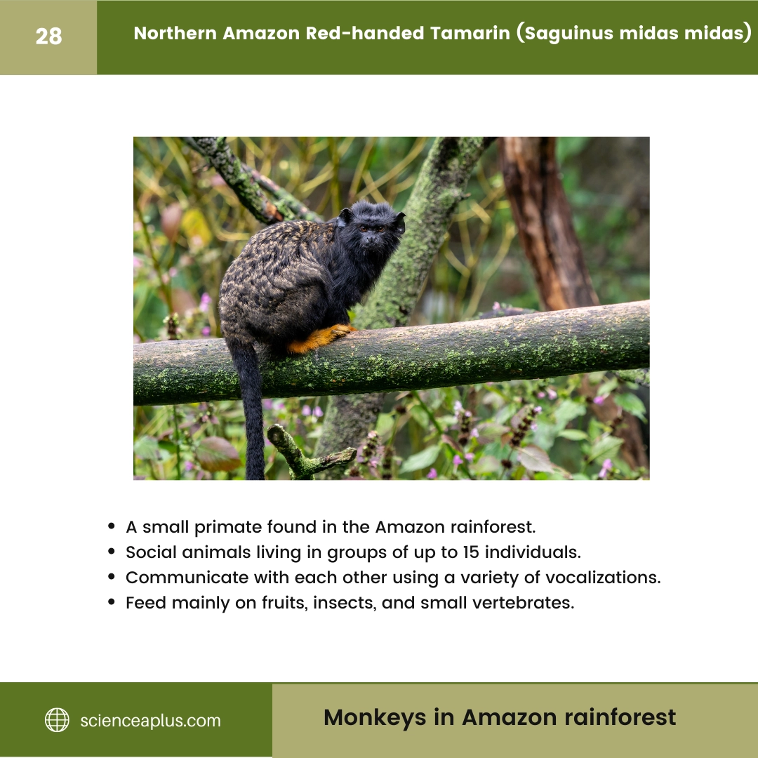 #28 Northern Amazon Red-handed Tamarin (Saguinus midas midas) – 48 Monkeys in Amazon Rainforest: A Guide to animals in rai...