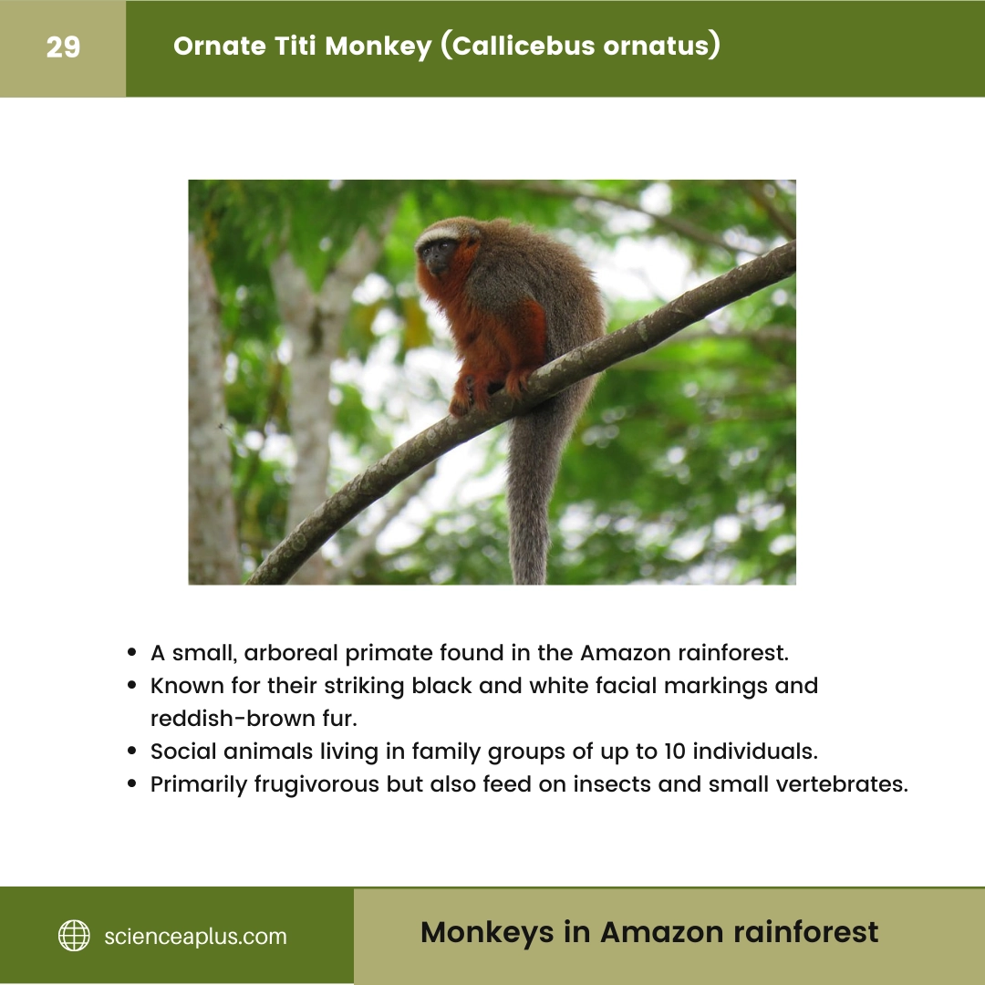 #29 Ornate Titi Monkey (Callicebus ornatus) – 48 Monkeys in Amazon Rainforest: A Guide to animals in rainforest