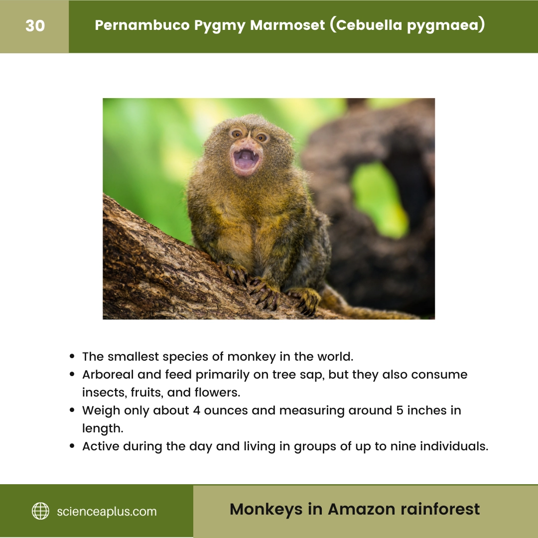 #30 Pernambuco Pygmy Marmoset (Cebuella pygmaea) – 48 Monkeys in Amazon Rainforest: A Guide to animals in rainforest