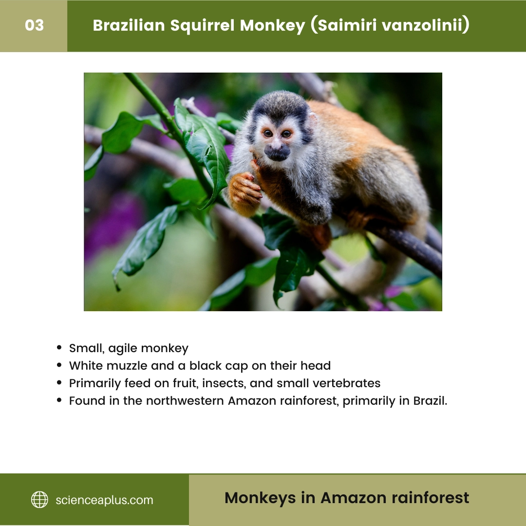 48 Monkeys in Amazon Rainforest: A Guide to animals in rainforest