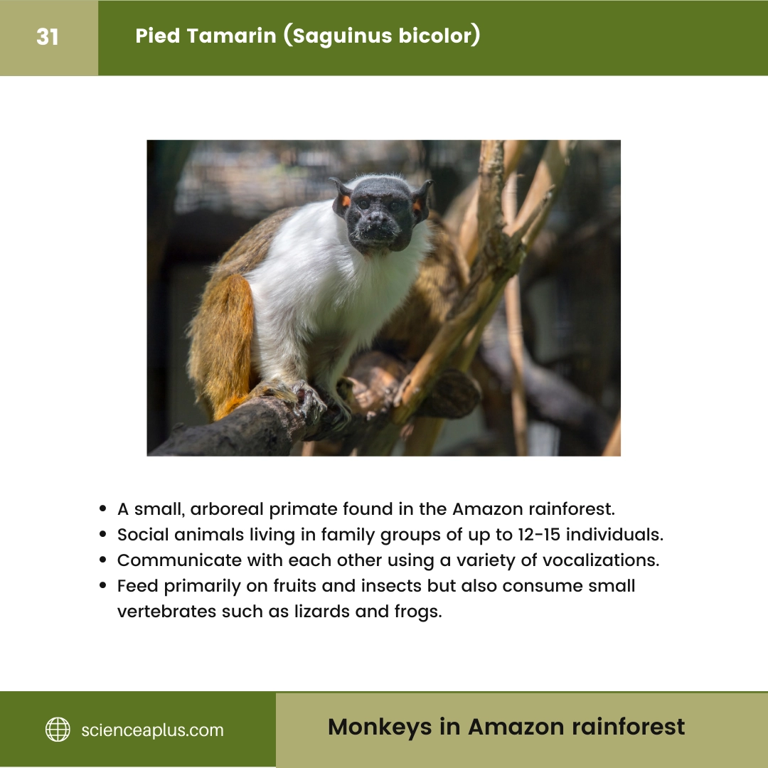 #31 Pied Tamarin (Saguinus bicolor) – 48 Monkeys in Amazon Rainforest: A Guide to animals in rainforest