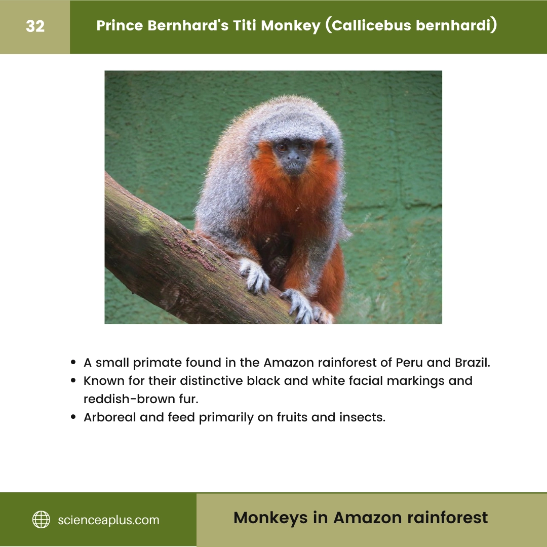 #32 Prince Bernhard's Titi Monkey (Callicebus bernhardi) – 48 Monkeys in Amazon Rainforest: A Guide to animals in rainforest