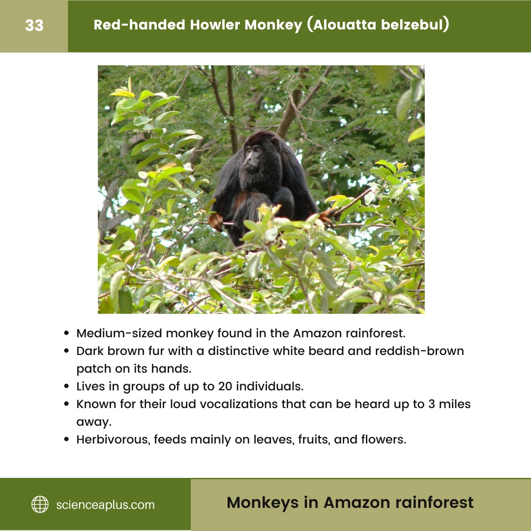 #33 Red-handed Howler Monkey (Alouatta belzebul) – 48 Monkeys in Amazon Rainforest: A Guide to animals in rainforest