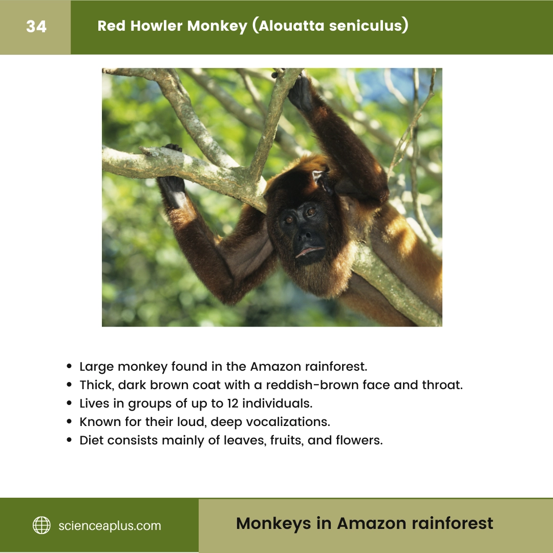 #34 Red Howler Monkey (Alouatta seniculus) – 48 Monkeys in Amazon Rainforest: A Guide to animals in rainforest