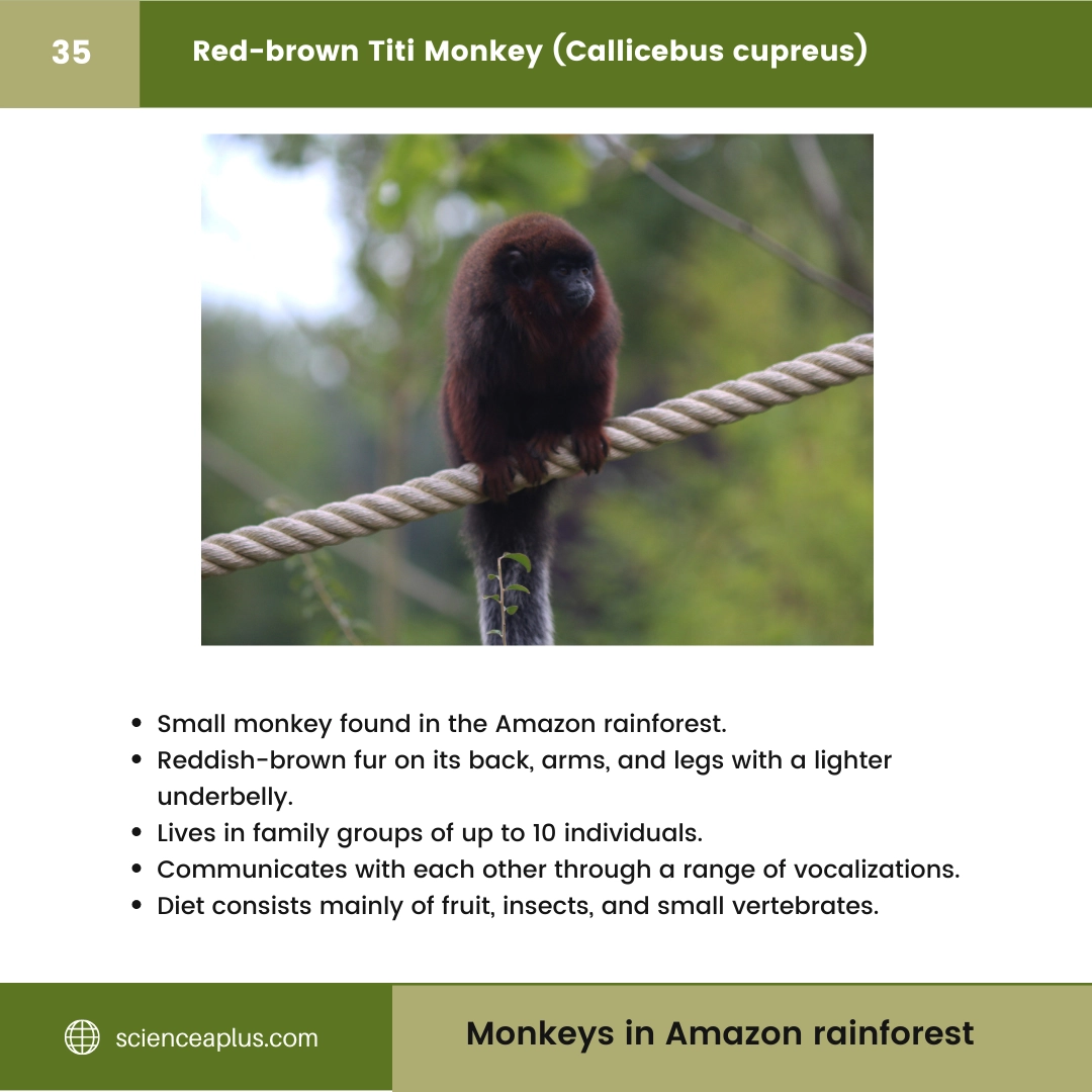 #35 Red-brown Titi Monkey (Callicebus cupreus) – 48 Monkeys in Amazon Rainforest: A Guide to animals in rainforest