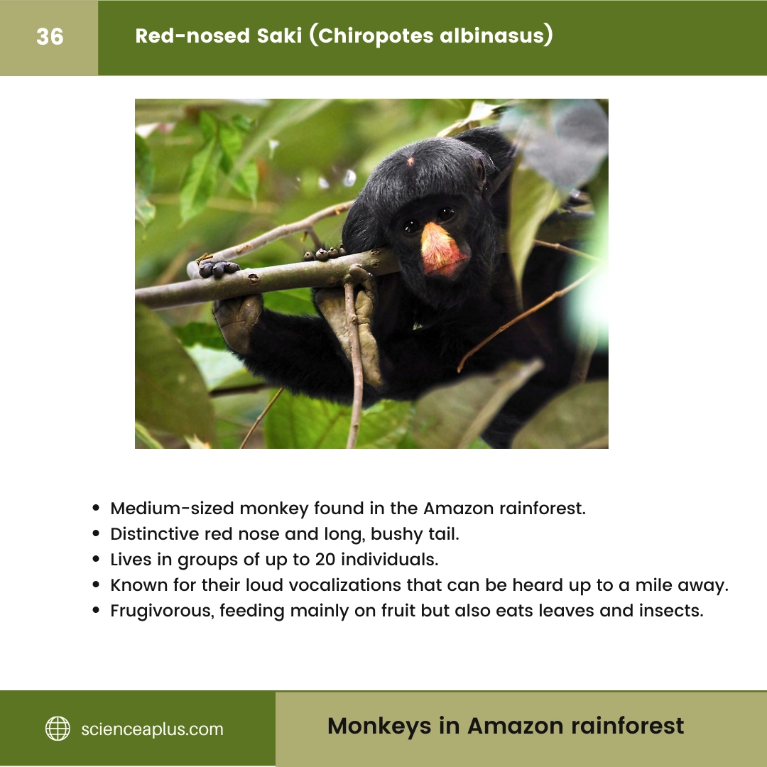 #36 Red-nosed Saki (Chiropotes albinasus) – 48 Monkeys in Amazon Rainforest: A Guide to animals in rainforest