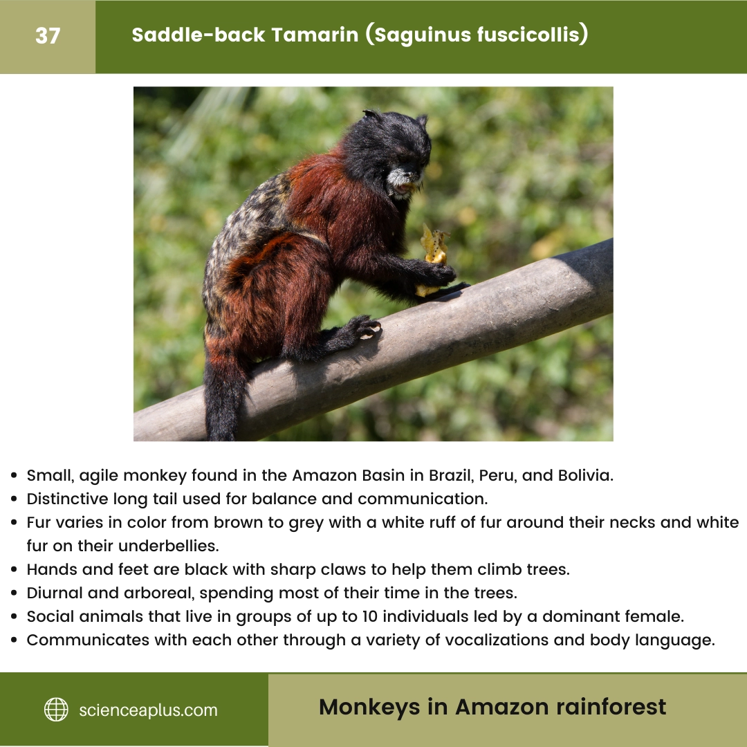 #37 Saddle-back Tamarin (Saguinus fuscicollis) – 48 Monkeys in Amazon Rainforest: A Guide to animals in rainforest