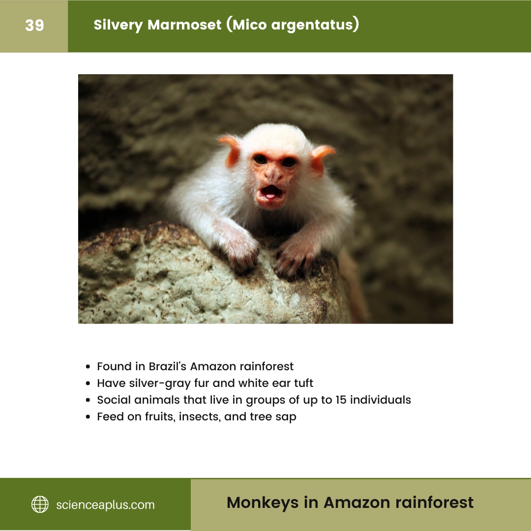 #39 Silvery Marmoset (Mico argentatus) – 48 Monkeys in Amazon Rainforest: A Guide to animals in rainforest