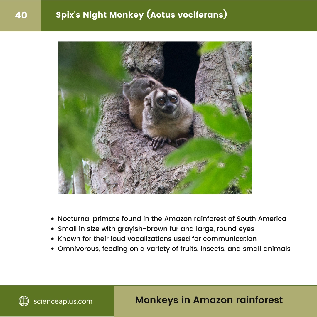 #40 Spix's Night Monkey (Aotus vociferans) – 48 Monkeys in Amazon Rainforest: A Guide to animals in rainforest