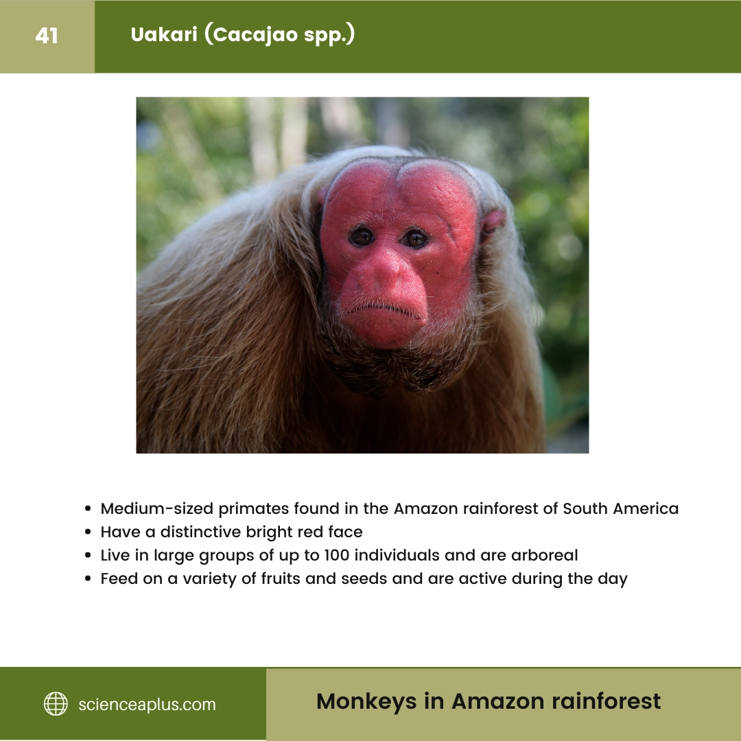 #40 Spix's Night Monkey (Aotus vociferans) – 48 Monkeys in Amazon Rainforest: A Guide to animals in rainforest