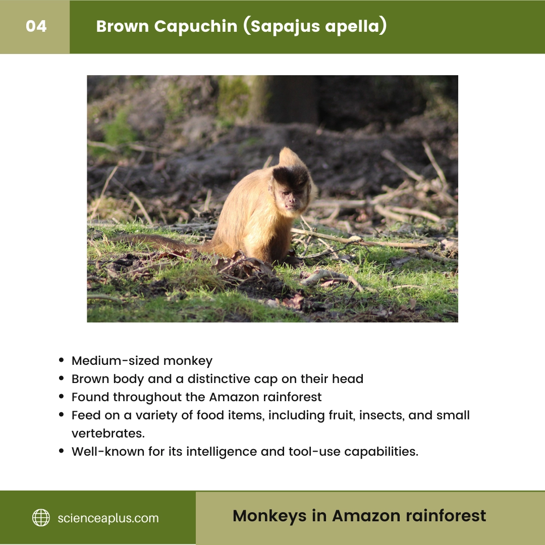 #4 Brown Capuchin (Sapajus apella) – 48 Monkeys in Amazon Rainforest: A Guide to animals in rainforest