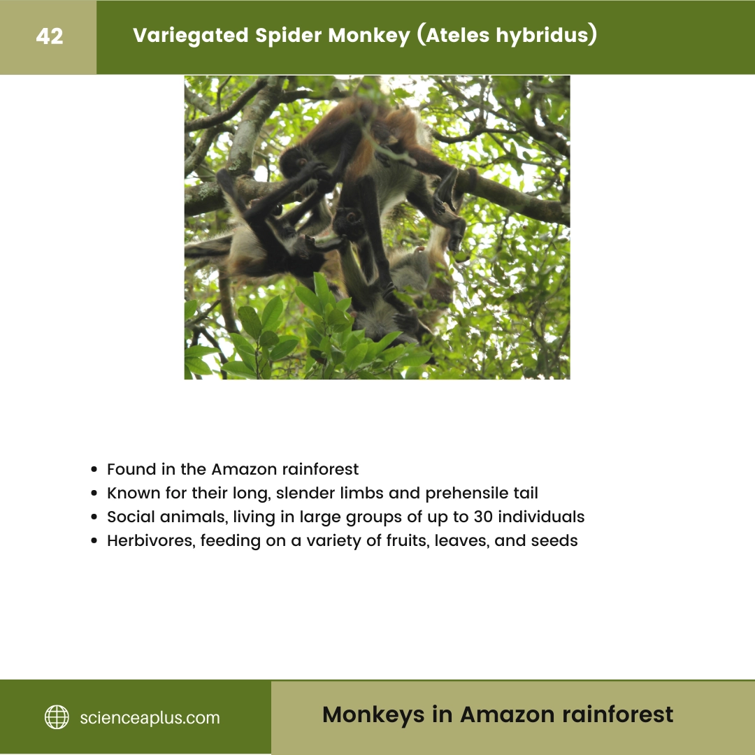 #42 Variegated Spider Monkey (Ateles hybridus) – 48 Monkeys in Amazon Rainforest: A Guide to animals in rainforest