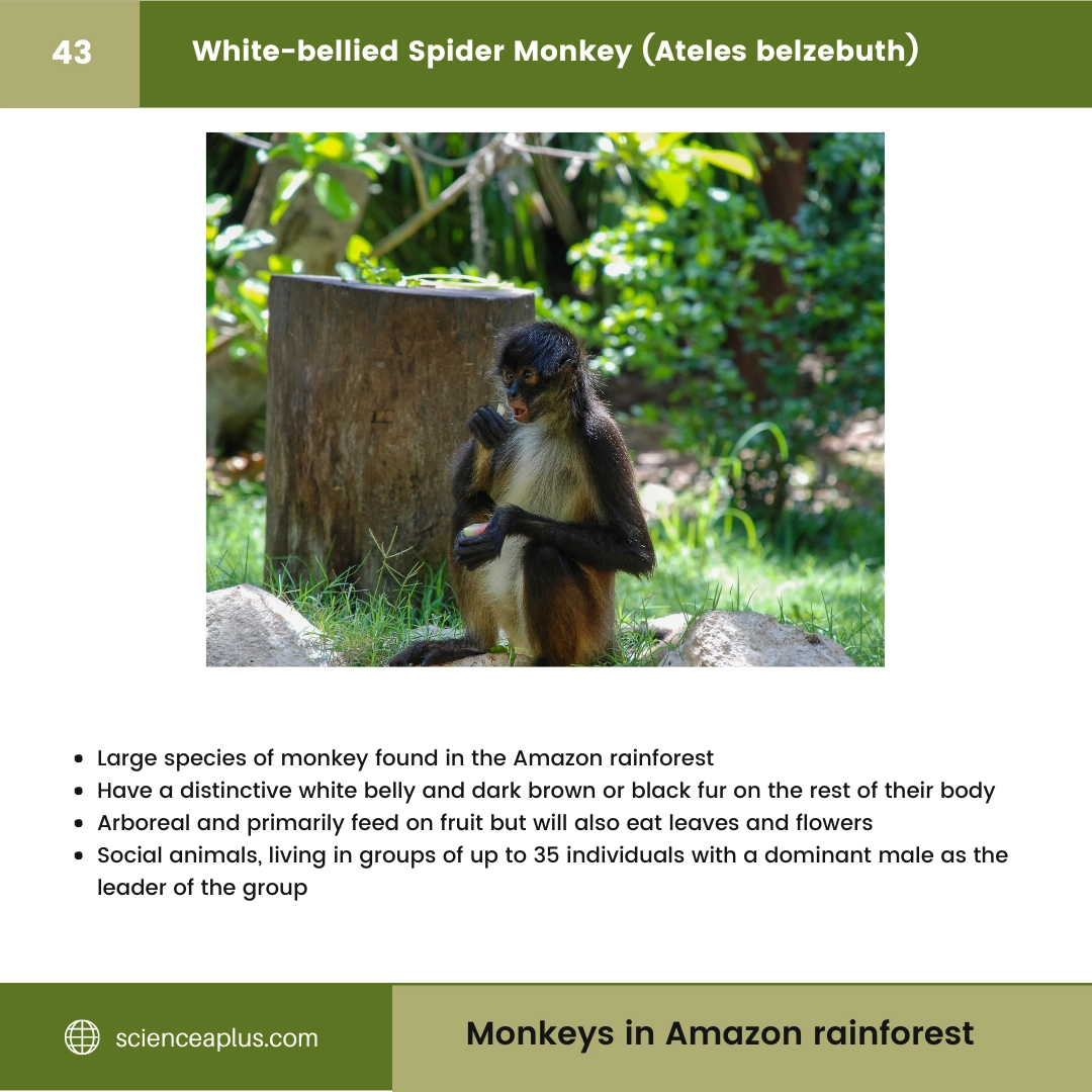 #43 White-bellied Spider Monkey (Ateles belzebuth) – 48 Monkeys in Amazon Rainforest: A Guide to animals in rainforest