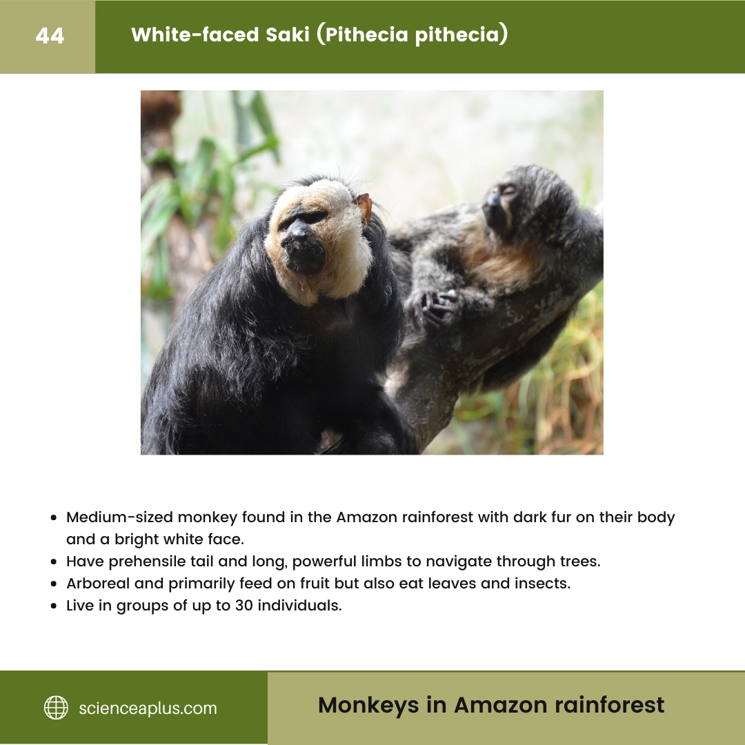#44 White-faced Saki (Pithecia pithecia) – 48 Monkeys in Amazon Rainforest: A Guide to animals in rainforest