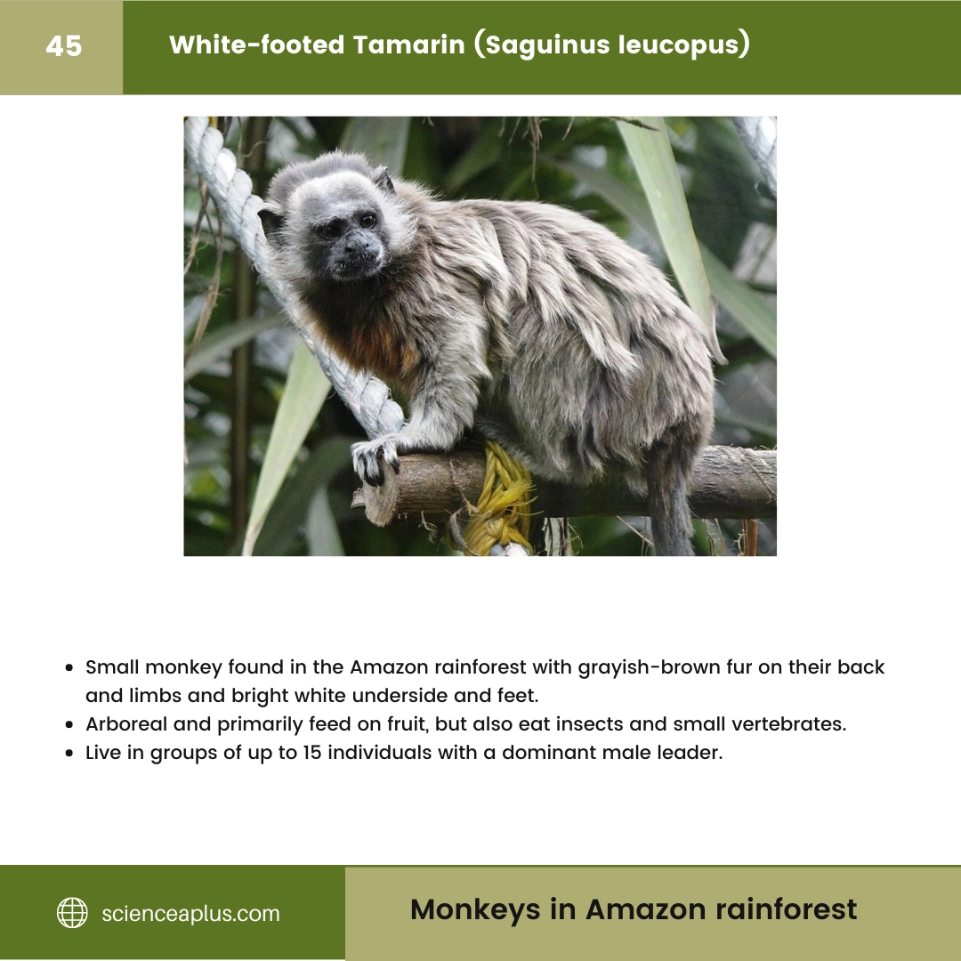 #45 White-footed Tamarin (Saguinus leucopus) – 48 Monkeys in Amazon Rainforest: A Guide to animals in rainforest