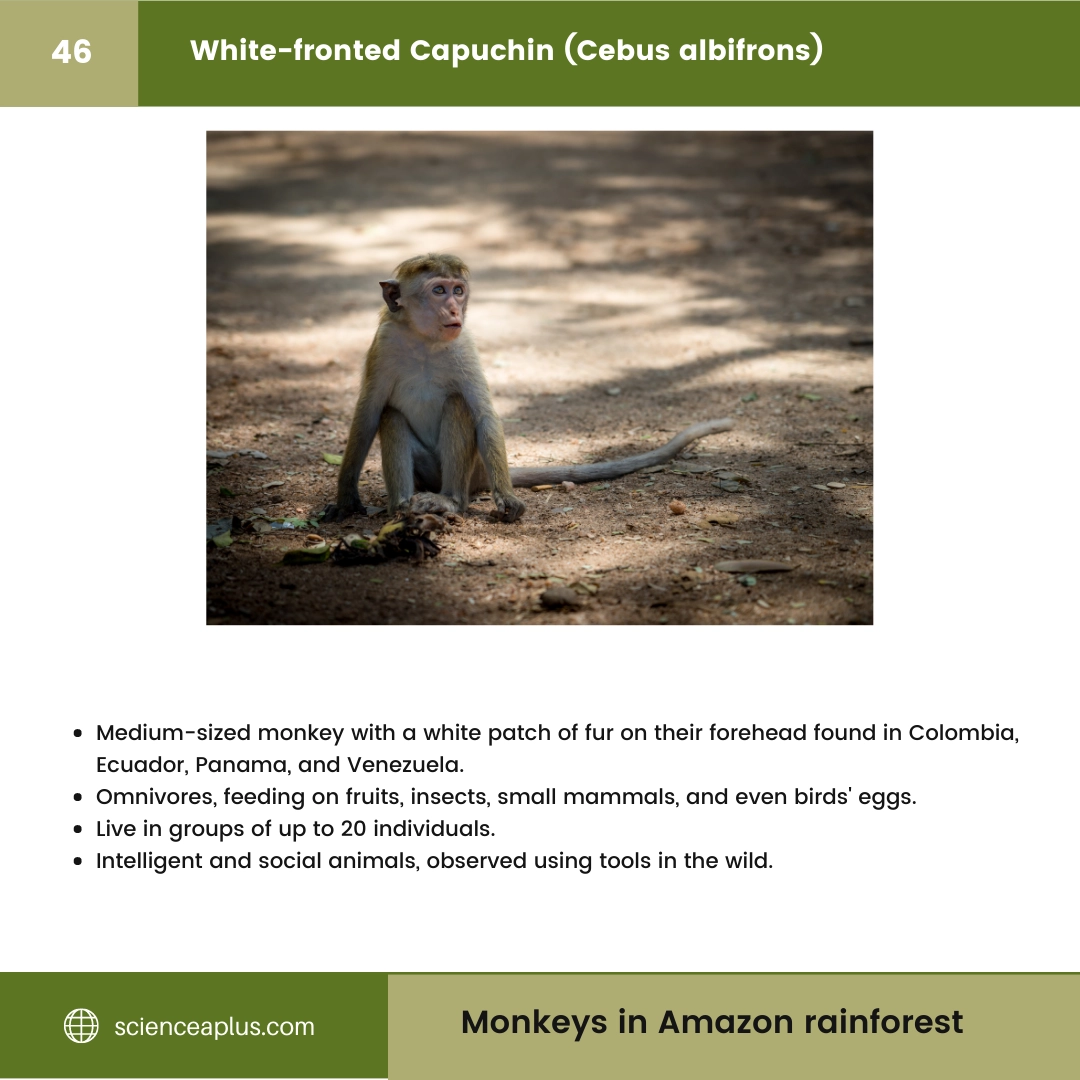 #46 White-fronted Capuchin (Cebus albifrons) – 48 Monkeys in Amazon Rainforest: A Guide to animals in rainforest