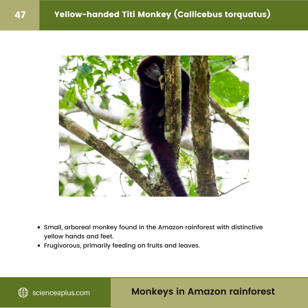#47 Yellow-handed Titi Monkey (Callicebus torquatus) – 48 Monkeys in Amazon Rainforest: A Guide to animals in rainforest