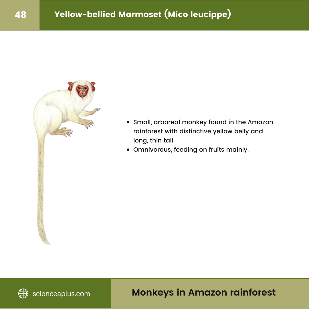 #48 Yellow-bellied Marmoset (Mico leucippe) – 48 Monkeys in Amazon Rainforest: A Guide to animals in rainforest