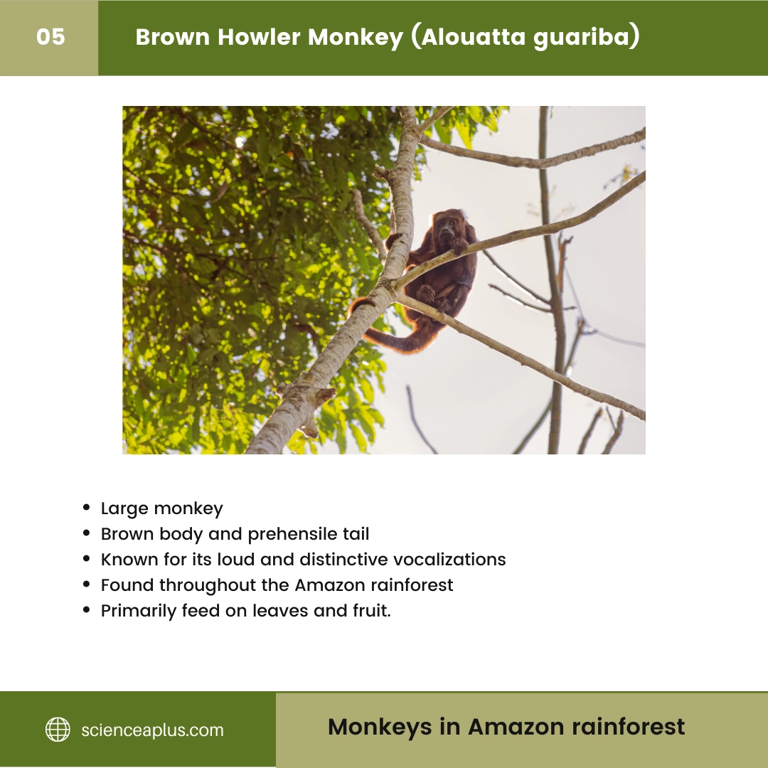 #5 Brown Howler Monkey (Alouatta guariba) – 48 Monkeys in Amazon Rainforest: A Guide to animals in rainforest