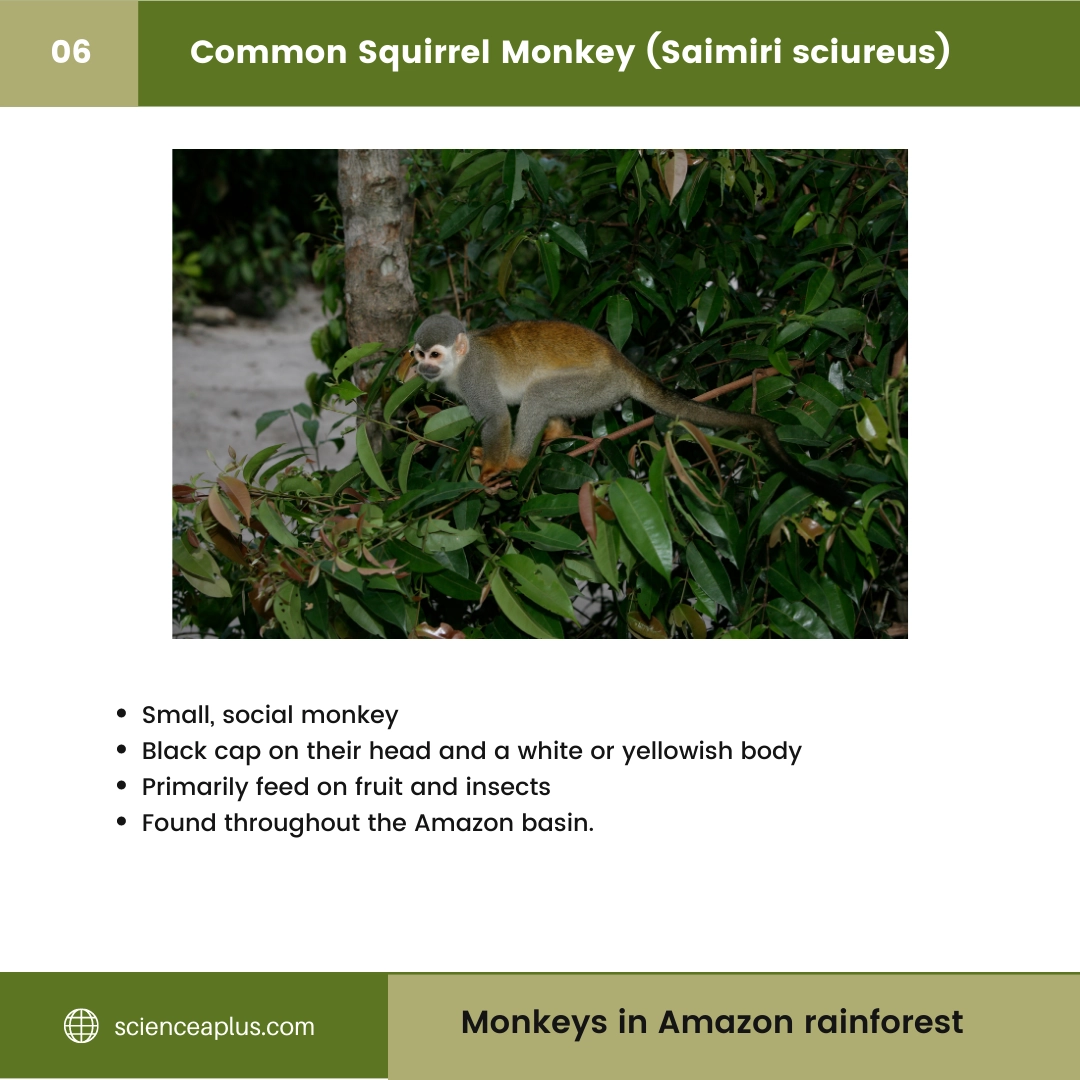 #6 Common Squirrel Monkey (Saimiri sciureus) – 48 Monkeys in Amazon Rainforest: A Guide to animals in rainforest