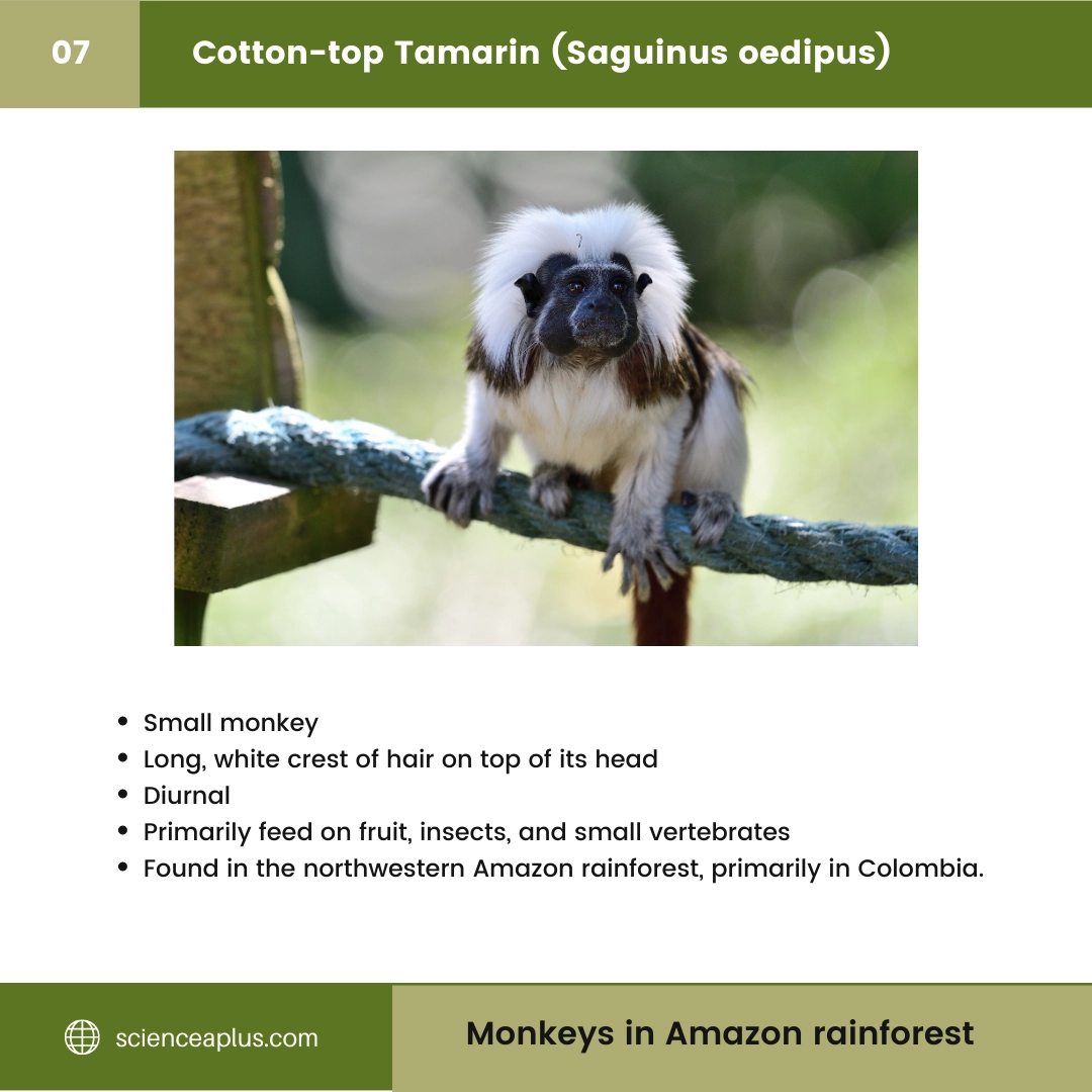 #7 Cotton-top Tamarin (Saguinus oedipus) – 48 Monkeys in Amazon Rainforest: A Guide to animals in rainforest