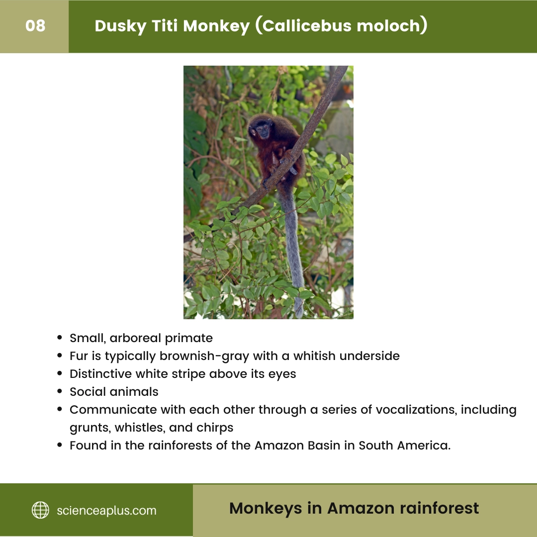 #8 Dusky Titi Monkey (Callicebus moloch) – 48 Monkeys in Amazon Rainforest: A Guide to animals in rainforest