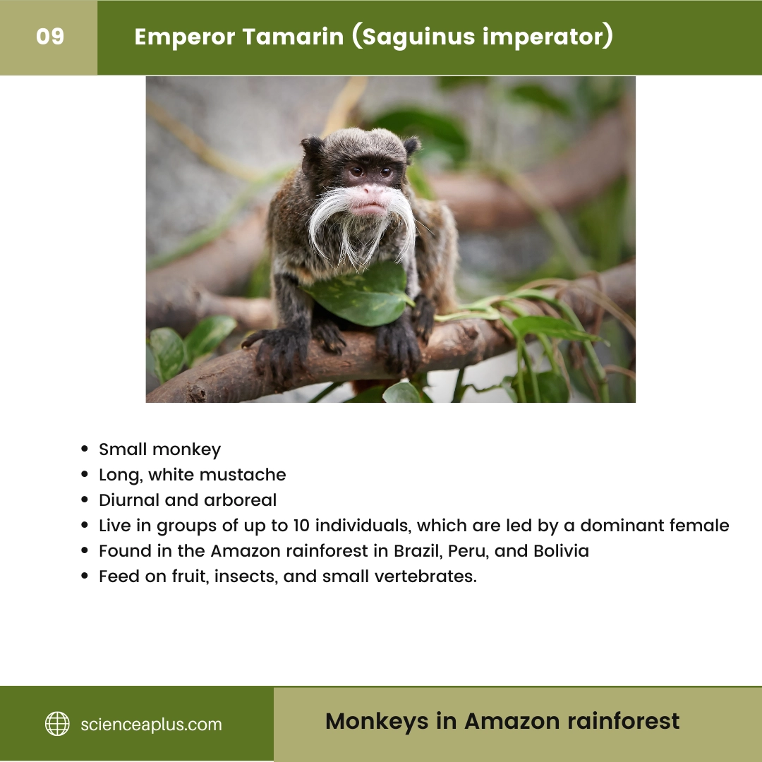 #9 Emperor Tamarin (Saguinus imperator) – 48 Monkeys in Amazon Rainforest: A Guide to animals in rainforest