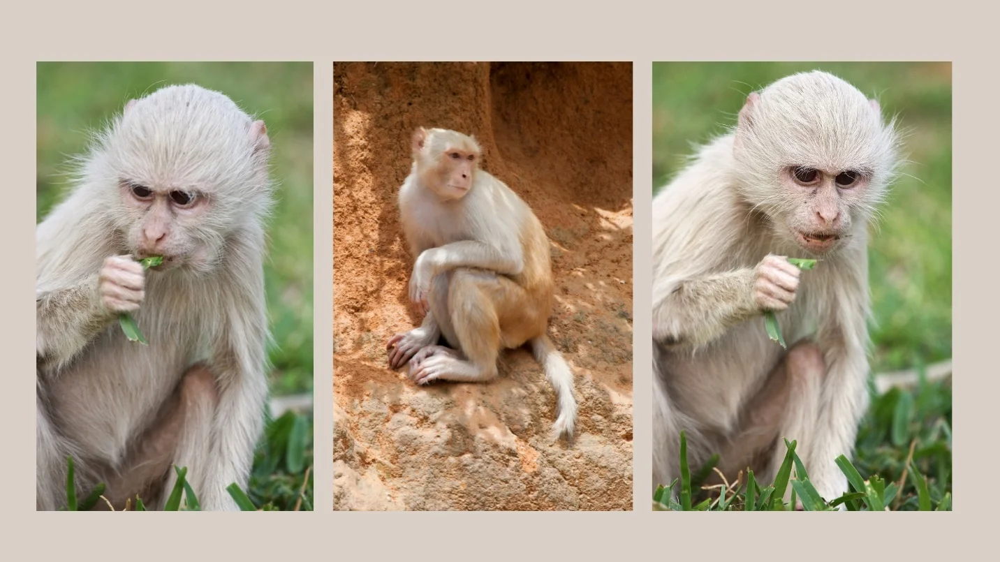 Introduction: – Albino monkey – pictures, video and facts