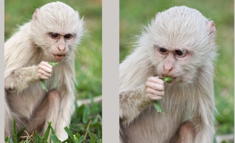  Albino monkey – pictures, video and facts