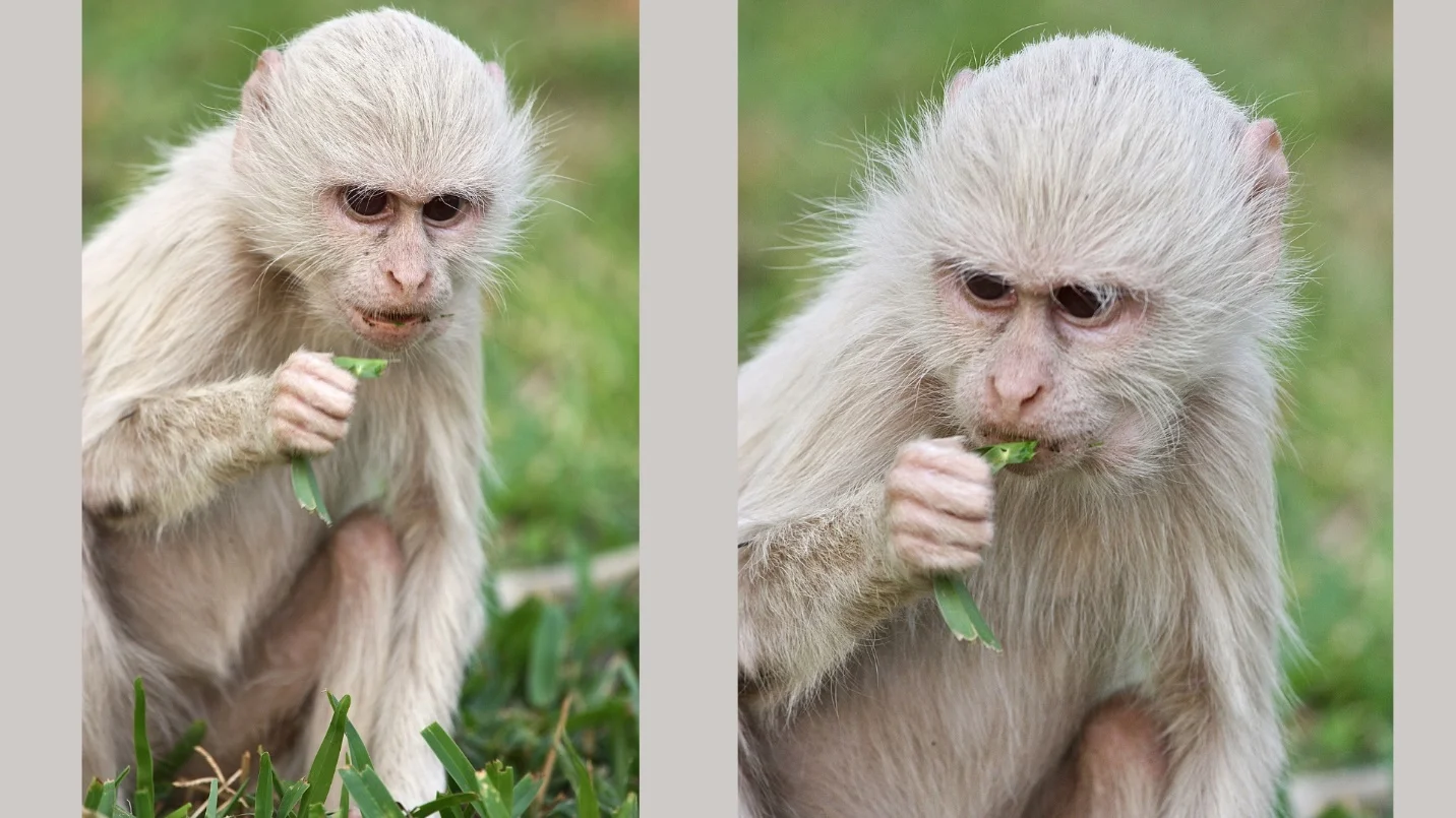 Albino monkey – pictures, video and facts