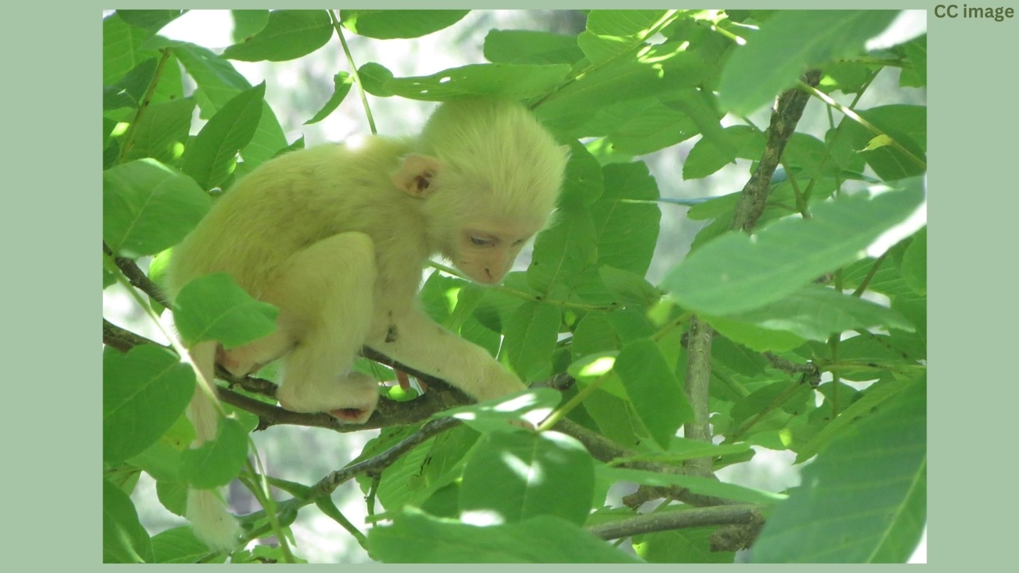 White albino monkey - facts about albino monkeys – Albino monkey – pictures, video and facts