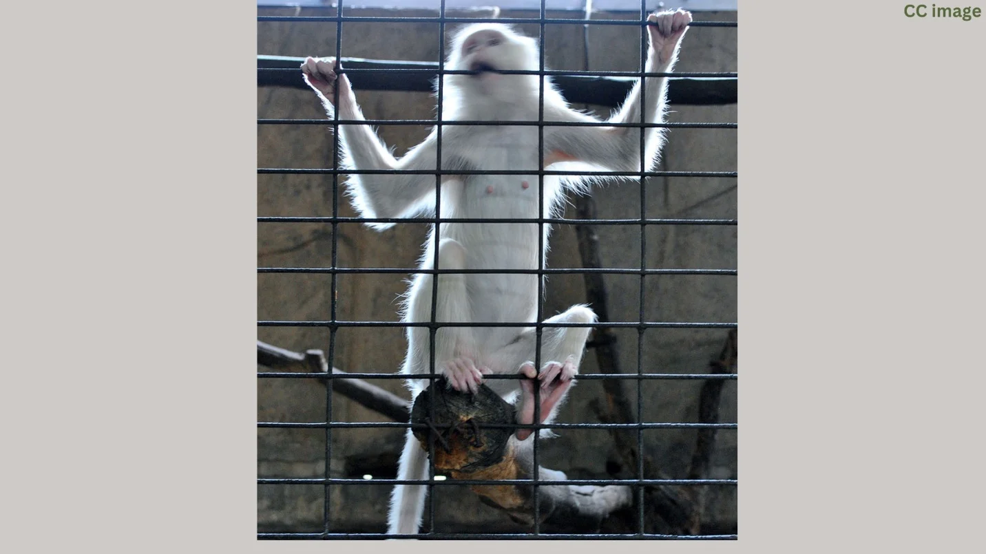 What does an albino monkey look like? – Albino monkey – pictures, video and facts