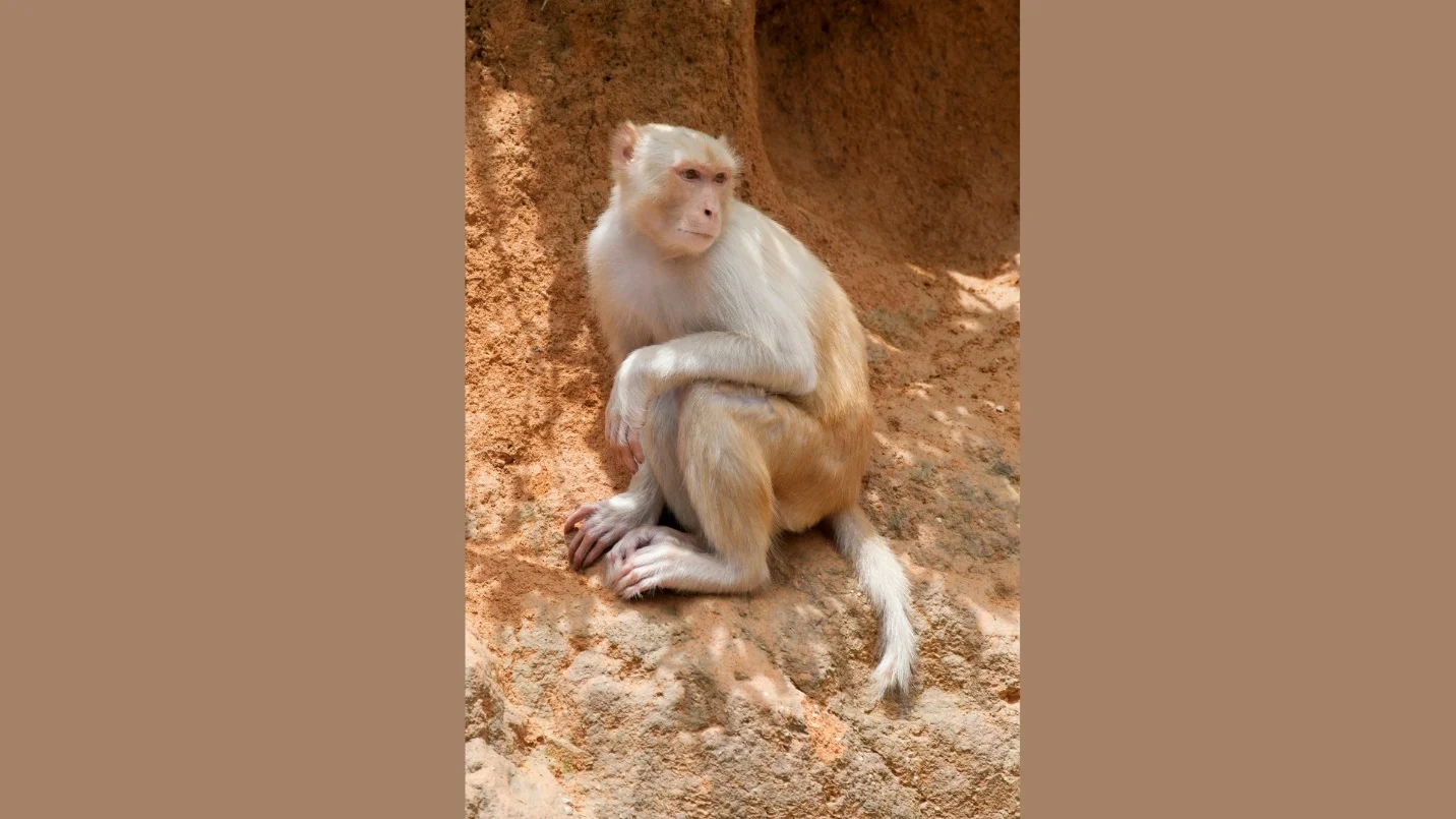 Conservation Efforts for Albino Monkeys – Albino monkey – pictures, video and facts