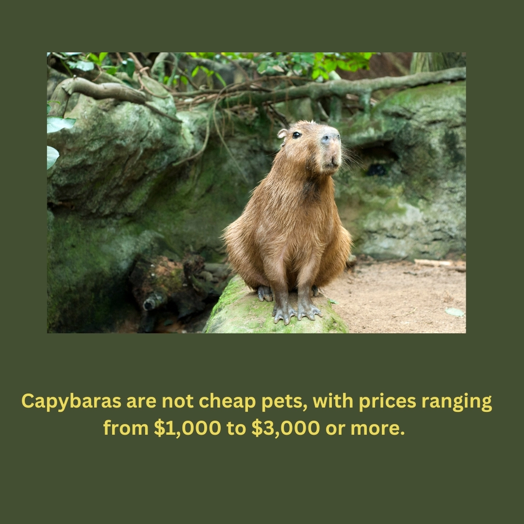 How Much Does a Capybara Cost? – Capybara as a Pet: The Ultimate Guide