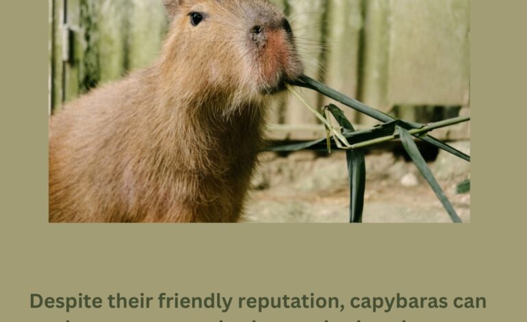  Capybara as a Pet: The Ultimate Guide