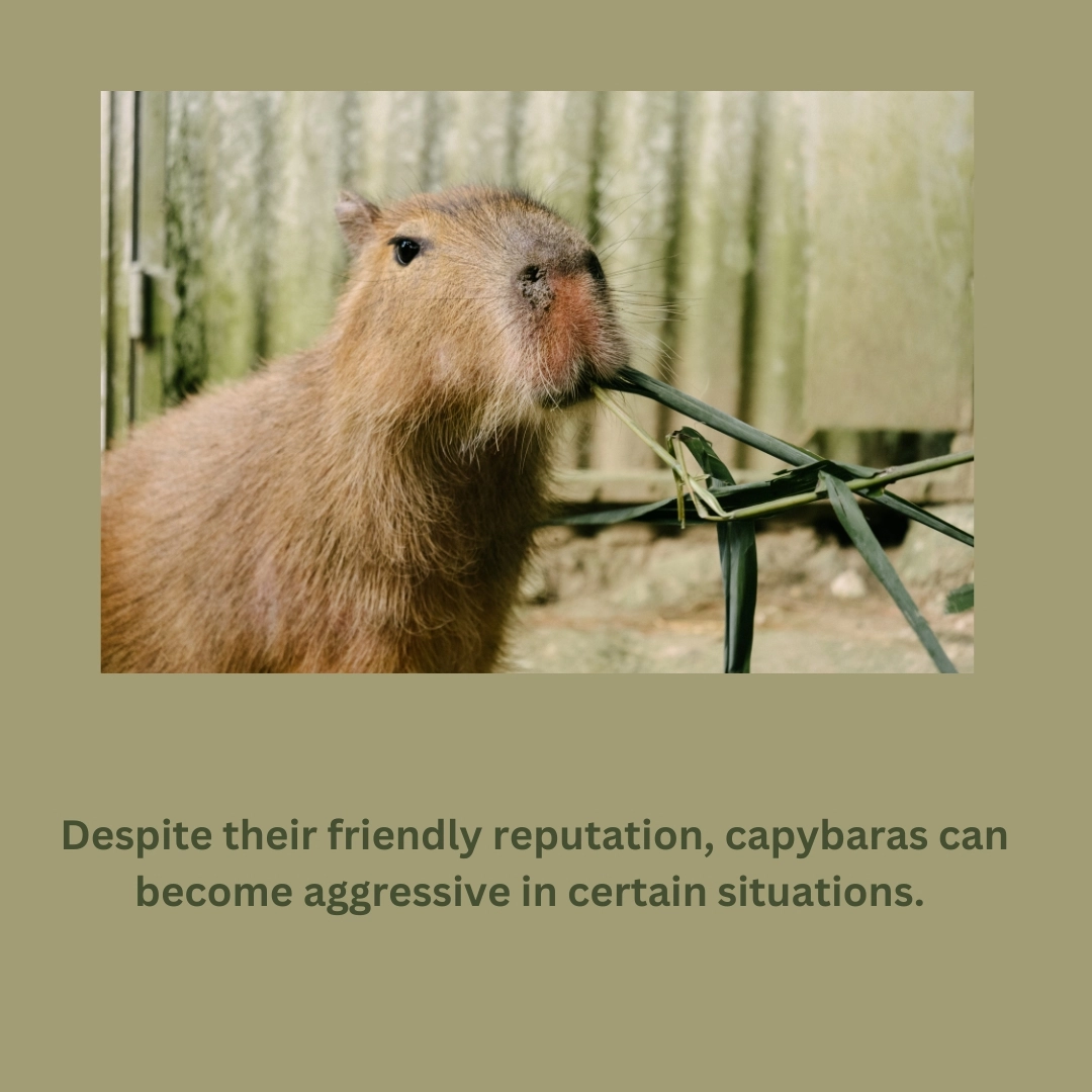 Capybara as a Pet: The Ultimate Guide