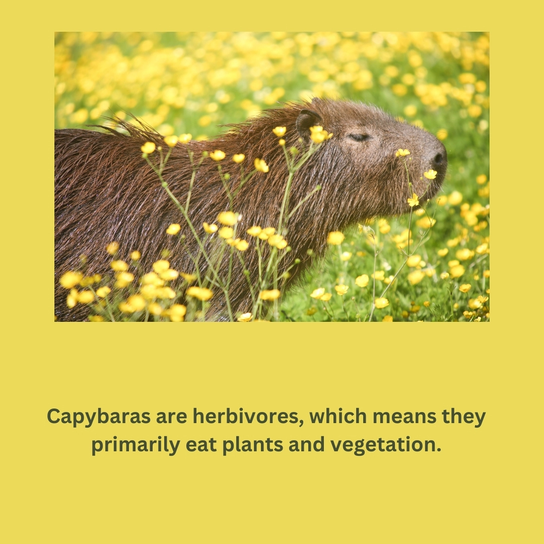 Do Capybaras Eat Meat? – Capybara as a Pet: The Ultimate Guide