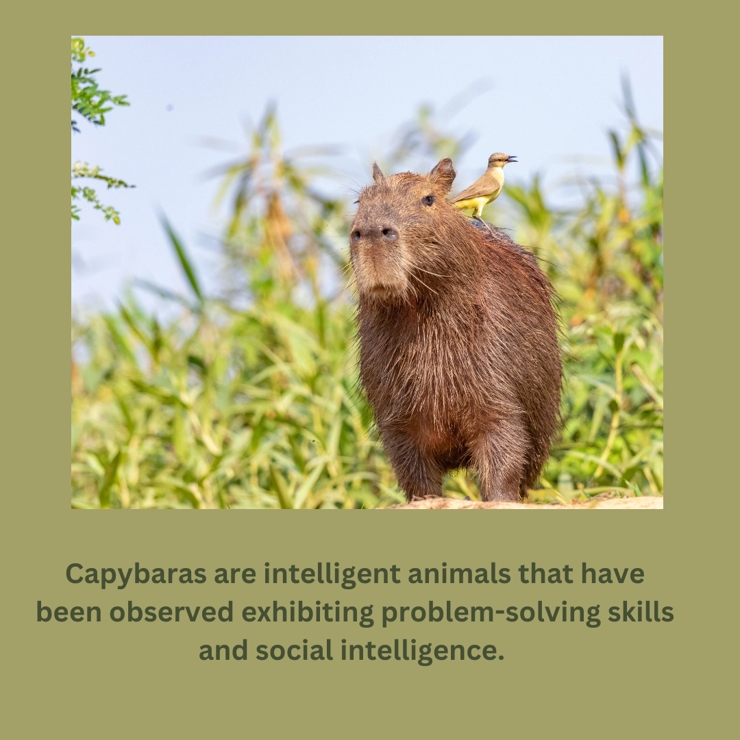How Intelligent are Capybaras? – Capybara as a Pet: The Ultimate Guide