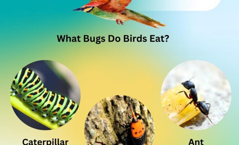  What do birds eat?