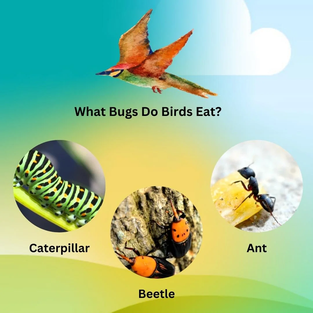 What do birds eat?