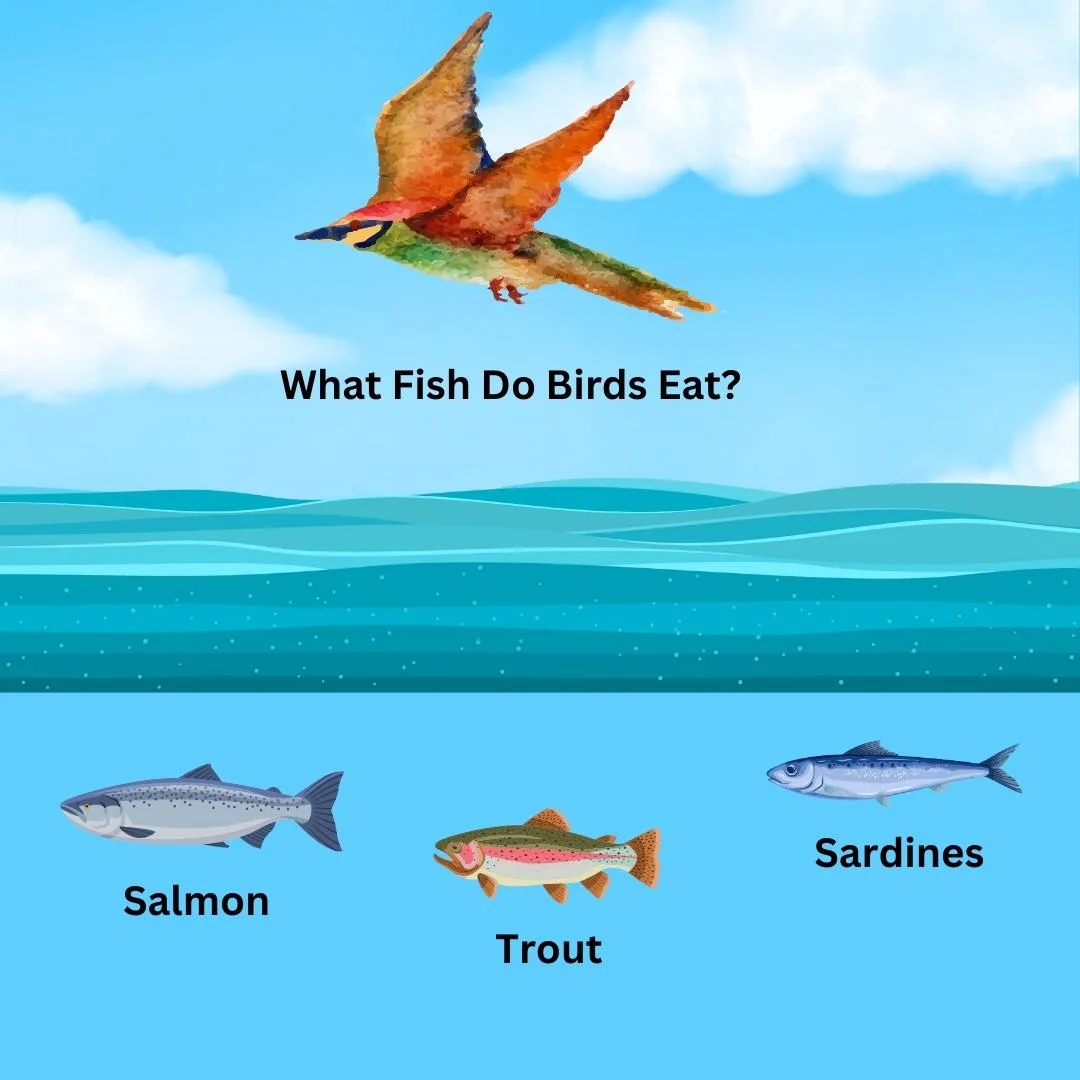 What Fish Do Birds Eat? – What do birds eat?