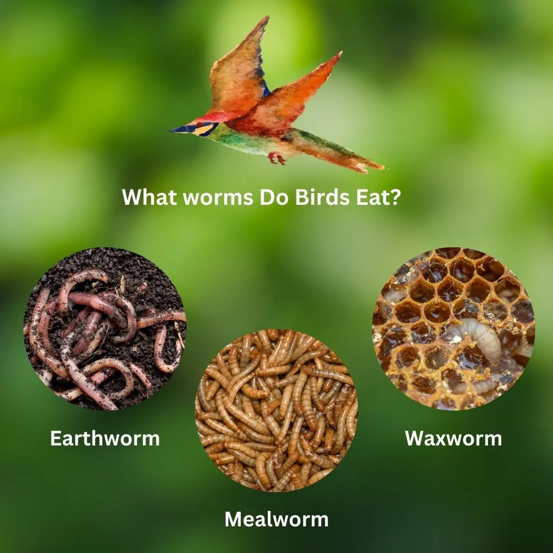 What Worms Do Birds Eat? – What do birds eat?