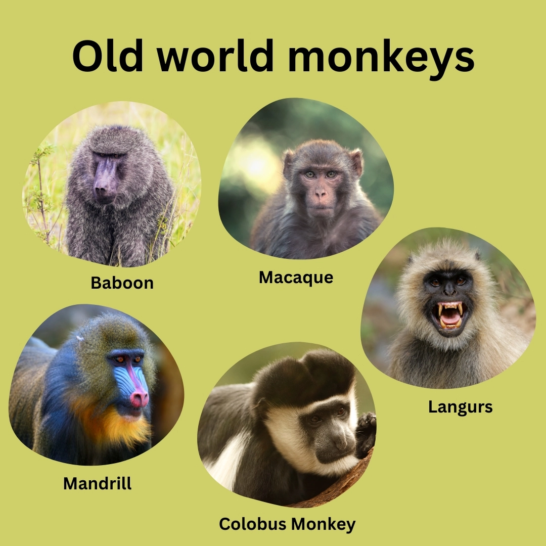 New world monkeys and Old world monkeys explained
